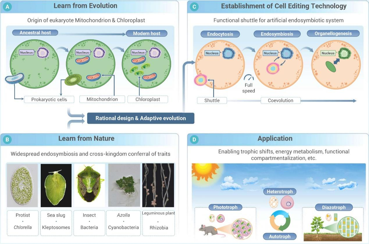 从基因编辑到细胞编辑：球盟会(中国)提出合成生物学新策略